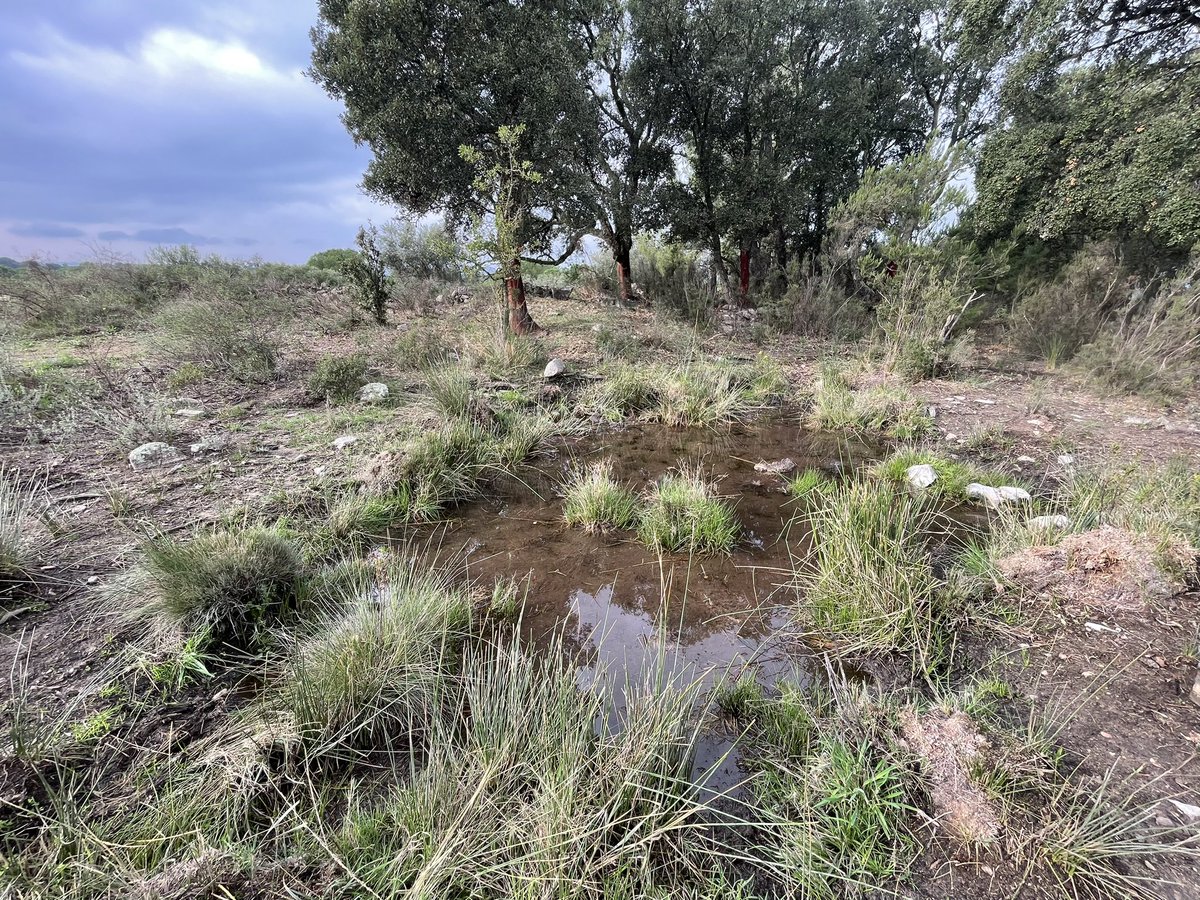 AnnaMencio's tweet photo. Setmana de camp a  l’Albera per fer Tomografia Elèctrica de Resistivitats (ERT) i estudiar l’estructura geològica en profunditat de les seves basses 

@AquiPondSys @Treasure_W4All @AgEInves @Water4AllEU @GEOCAMB_UdG https://t.co/dTlq1hEKBM