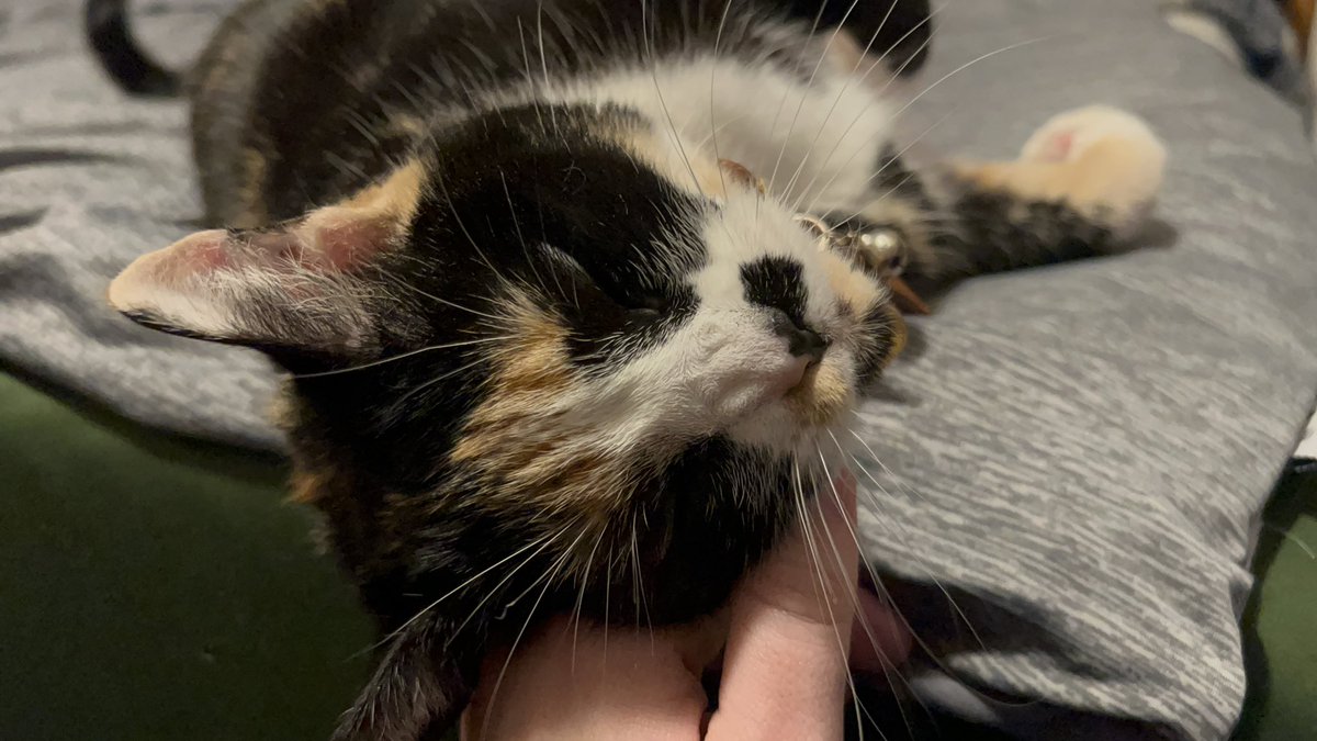 Gizmo wants to help remind you that you are enough, even if your brain tries to convince you otherwise ✨