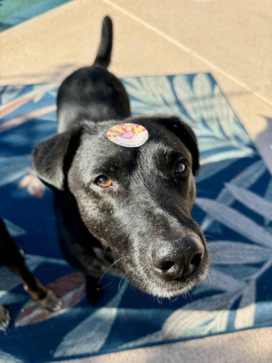 katnken1's tweet image. Vote like your rights depend on it, because they do!                                       #vote #understoodtheassignment #election #yourvoice #dog  #dogsoftwitter #ElectionDay
