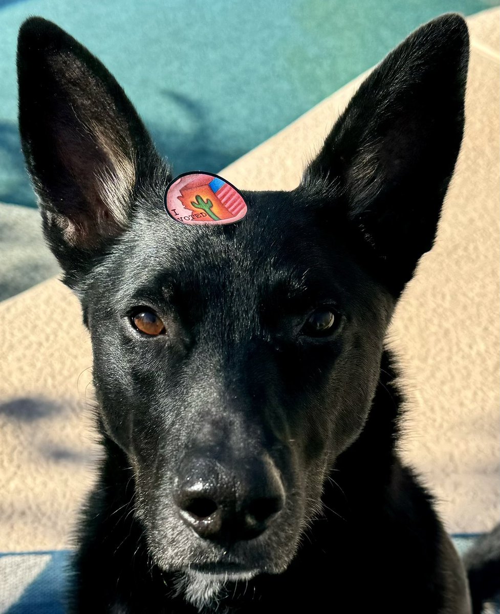 katnken1's tweet image. Vote like your rights depend on it, because they do!                                       #vote #understoodtheassignment #election #yourvoice #dog  #dogsoftwitter #ElectionDay