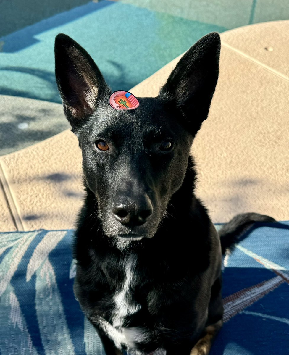 katnken1's tweet image. Vote like your rights depend on it, because they do!                                       #vote #understoodtheassignment #election #yourvoice #dog  #dogsoftwitter #ElectionDay