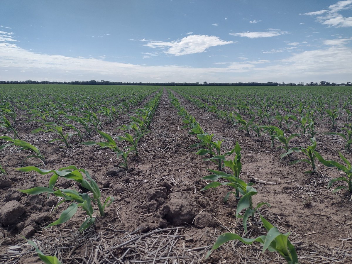 ImhoffDiego's tweet photo. Recorrida a ECR de la Cooperativa de Freyre, participando con todos nuestros híbridos y  las tecnologías más completas del mercado.
@ALZ_Agro 
@semillasnord https://t.co/CFxvzAgscg