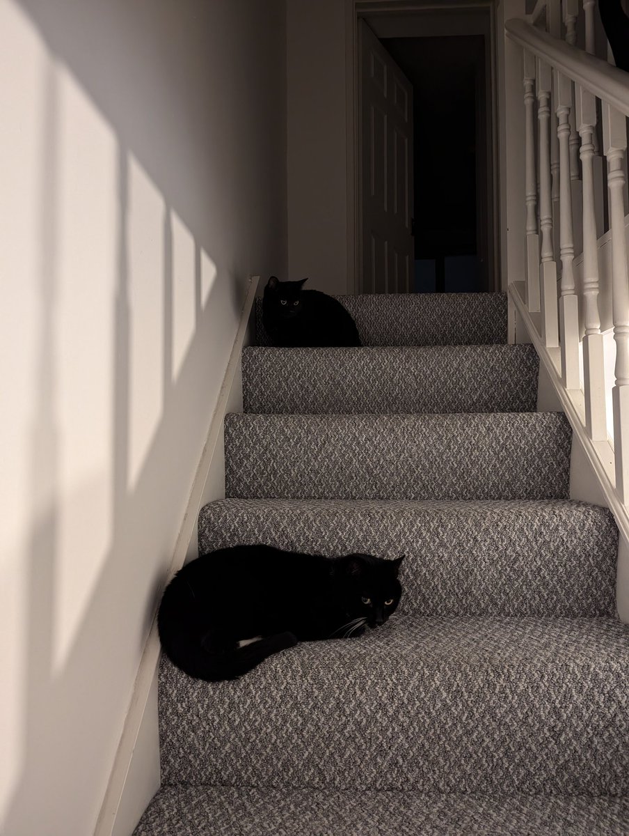 redkardevs's tweet image. That moment when downstairs there&apos;s a roaming vacuum monster. #cat