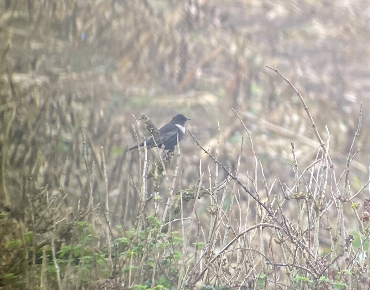 ⁦<a href="/CBWPS1/">Cornwall Birds</a>⁩ Trevescan. Ring Ouzel in corner of maize field