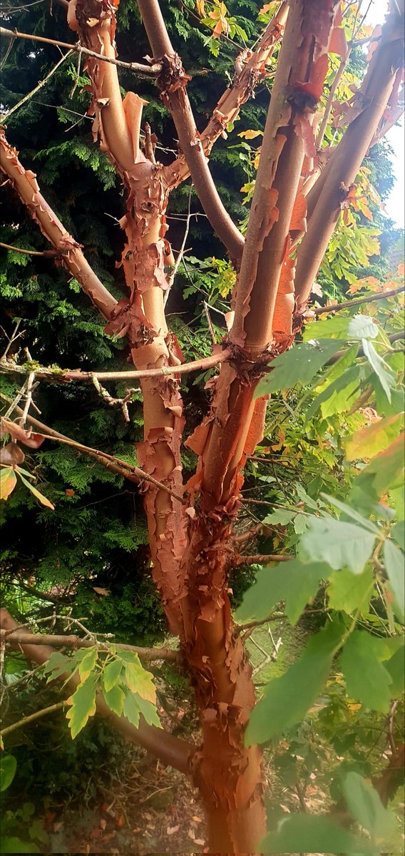 Wfskelton's tweet photo. Lovely leaves from my paperbark maple. Near Bunclody https://t.co/7dq1xXFKbR