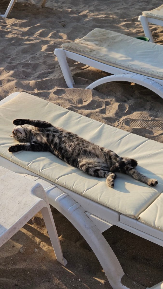 Miseriko's tweet photo. Все мы немного хотим быть этим котиком в Турции https://t.co/EHlHQIVkDc