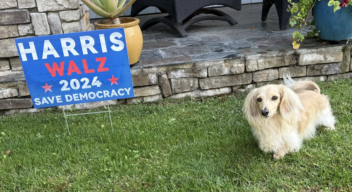 TerrorTitus's tweet photo. #VoteKamala #Vote2024 #Vote #dachshunds #dogs https://t.co/2J5Tbc8ZTh