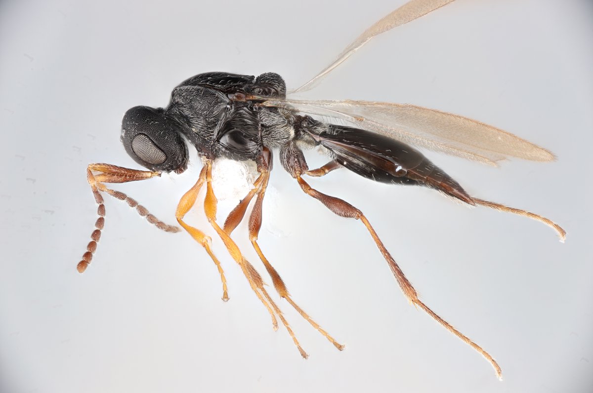 Today is the deadline to register for #Hymathon2024! Submit a talk (15 min), lightning talk (5 min), or enter the Hymenoptera Showdown to defend your taxon of choice! Students can win a cash prize! Plus keynotes, an art contest, and socials! hymenopterists.org/hymathon-2024-…