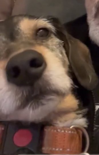 Boop boop their noses for good luck