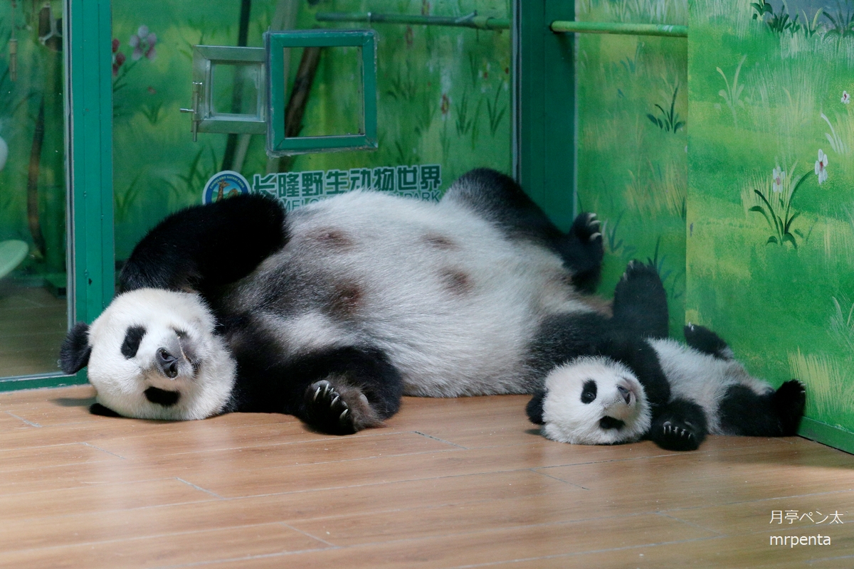 月亭ペン太 (@mrpenta1) / Posts / X