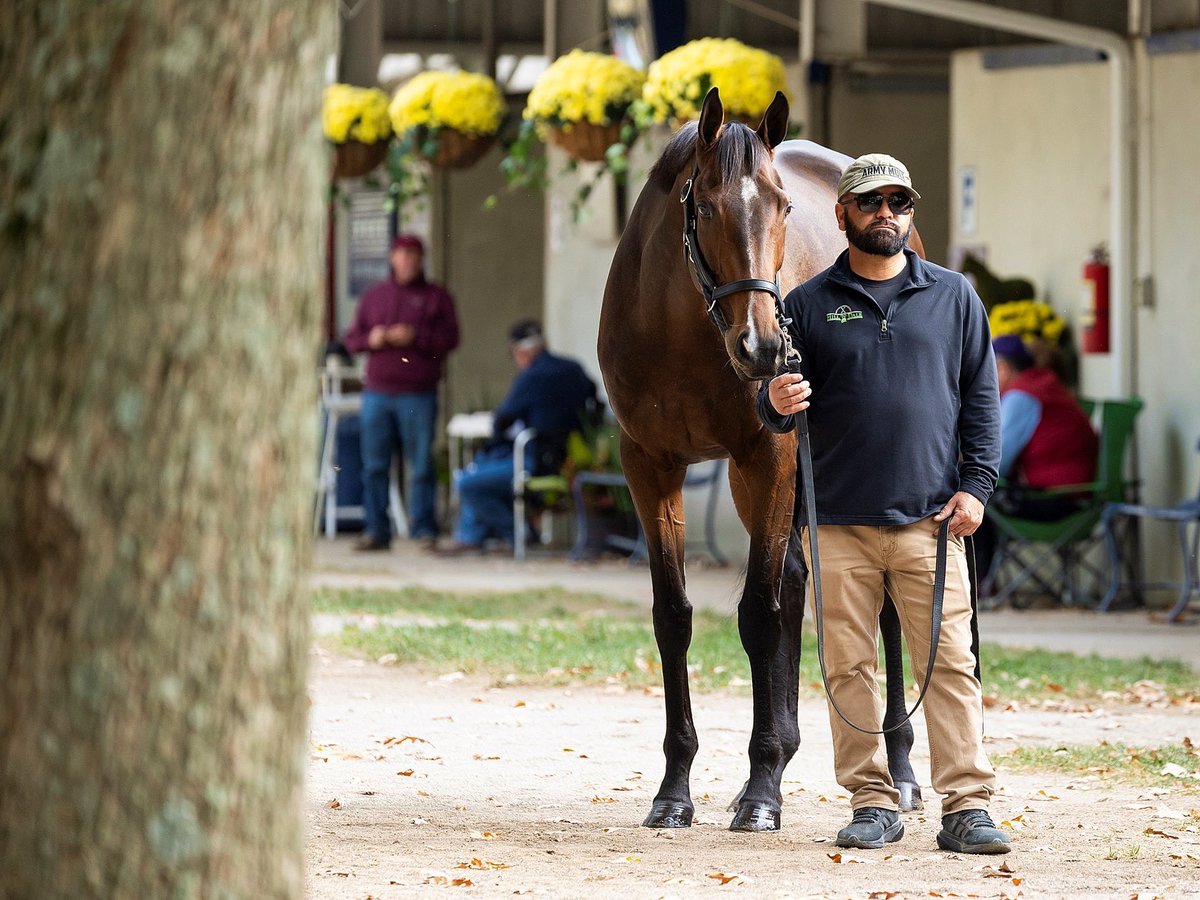 BH_AEberhardt's tweet photo. #SelectedGems at @FasigTiptonCo TheNovemberSale. $6M mare #McKulick by #Frankel (@EliteRaceSales consigned to Narvick Intl/Grand Stud) #Ramatuelle #Moira #BC champ Top weanling by #Flightline (@LanesEndFarms consigned, to @DavidIngordo agent) Leading consignor @HillnDaleFarm https://t.co/9hDqjEAd5M
