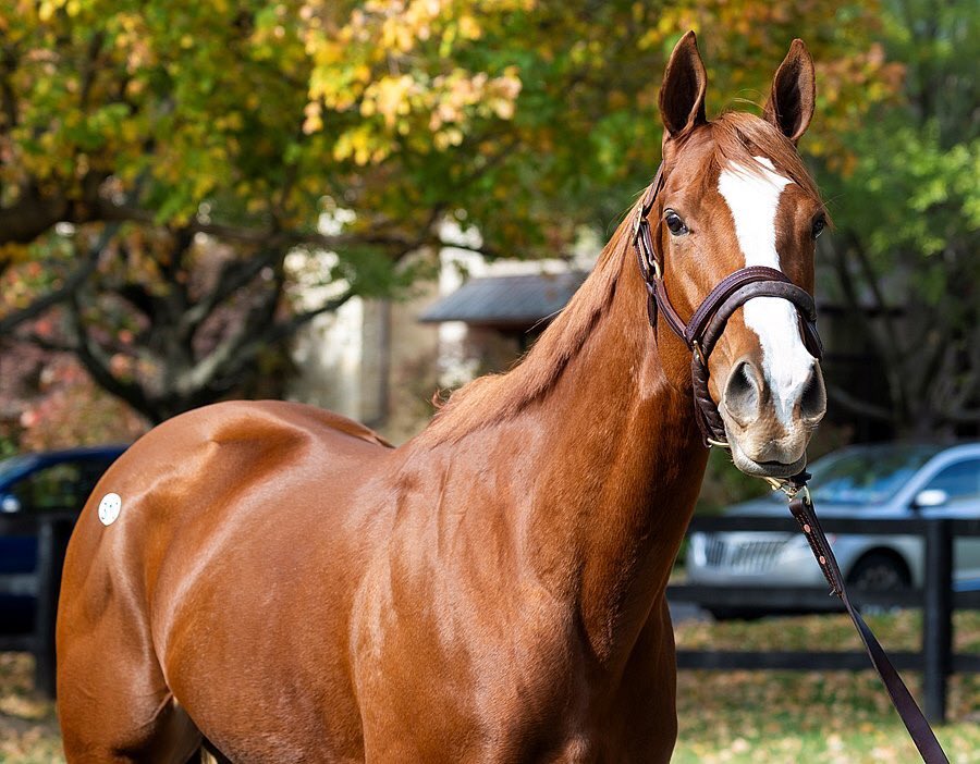 BH_AEberhardt's tweet photo. #SelectedGems at @FasigTiptonCo TheNovemberSale. $6M mare #McKulick by #Frankel (@EliteRaceSales consigned to Narvick Intl/Grand Stud) #Ramatuelle #Moira #BC champ Top weanling by #Flightline (@LanesEndFarms consigned, to @DavidIngordo agent) Leading consignor @HillnDaleFarm https://t.co/9hDqjEAd5M