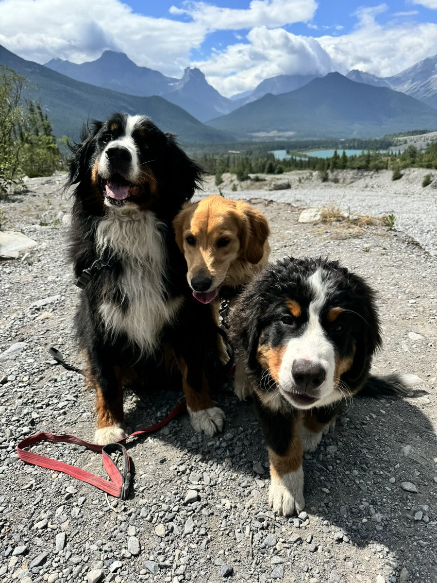 Emotional Support Canadian Dogs Checking In With You.

DID YOU DRINK SOME WATER THIS MORNING?

Stay hydrated friends!