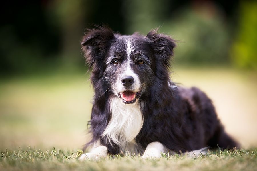 Canine epilepsy focus of recent research funding buff.ly/3UBqppS
