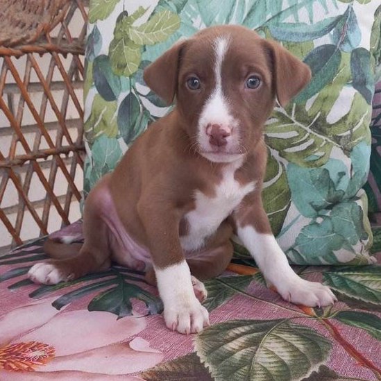 #madrid 
BARRIGUITAcachorra  de 2 meses ABANDONADA en carretera junto a sus !9!hermanos
Su Angel de la Guarda los salvó de un atropello mortal  NECESITA #adopcion
Se entrega chipada,vacunada,desparasitada y CON compromiso de castracion 
CONTACTO📩facenuevavida@gmail.com  
#adopta