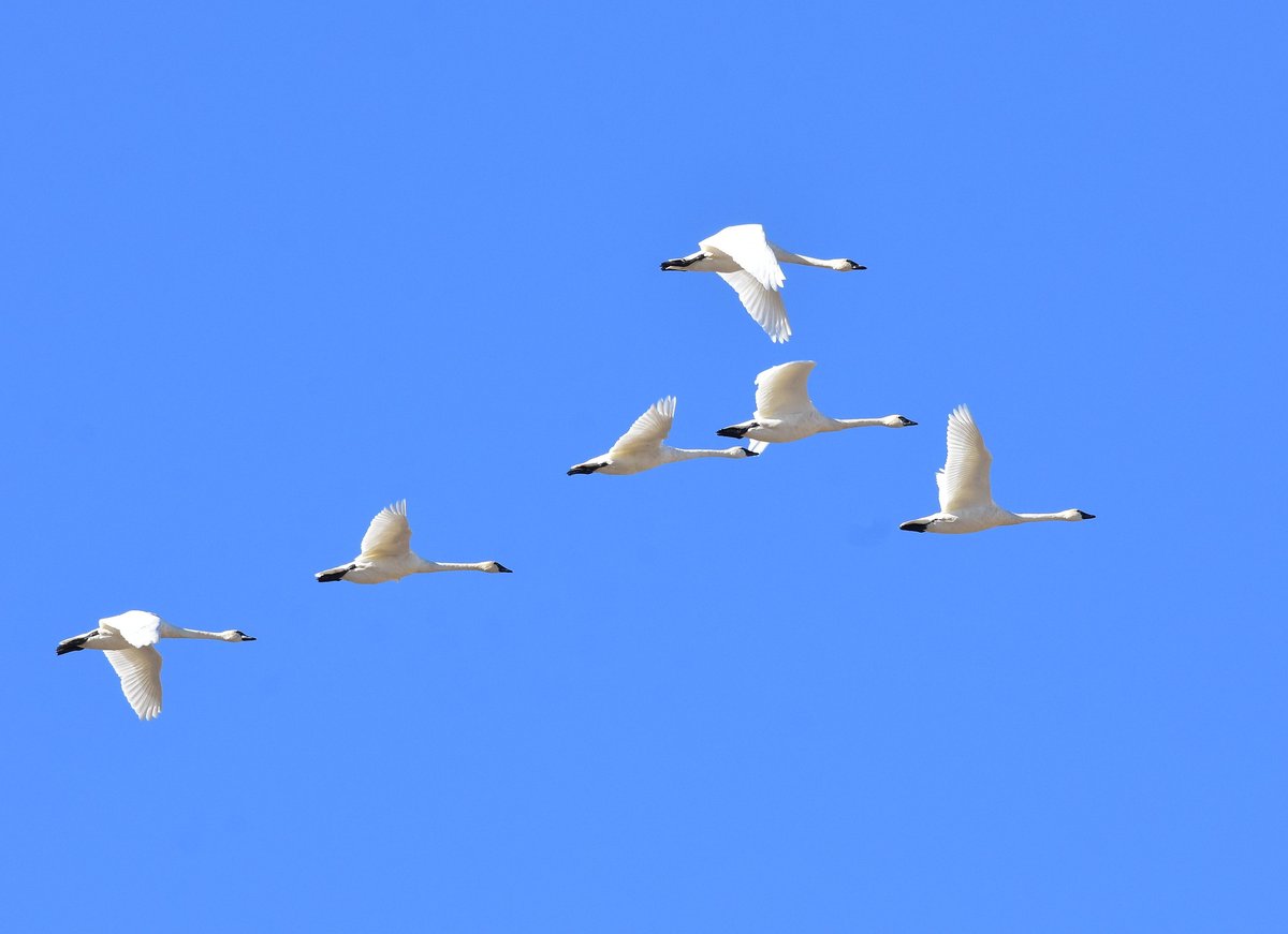 Tundra swans are on the move as ice forms on northern lakes &amp; rivers. These birds breed in the arctic, spending winters along parts of the coasts &amp; some inland areas of the west. Watch for these lifelong pairs gathering in large flocks to travel, rest &amp; eat.

📷 Tom Koerner/USFWS