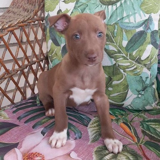 #madrid 
BERTA cachorrita  de 2 meses ABANDONADA en carretera junto a sus !9!hermanos 
Su Angel de la Guarda los salvó de un atropello mortal  NECESITA #adopcion
Se entrega chipada,vacunada,desparasitada y CON compromiso de castracion
CONTACTO📩facenuevavida@gmail.com 
#adopta