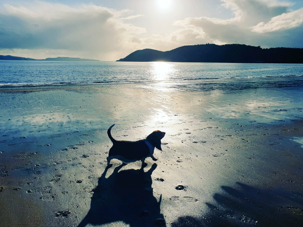 JTCHANGINGBIZ's tweet photo. Potts, my lovely basset hound, wants to see all dog and cat owners make a donation to charity on their pets' birthdays - equivalent to their age. For example, Potts just turned 14 so I donated £14 to @DogsTrust on her behalf
#Paltruism
#PetGiving
#Pets4Pets
#CharityTuesday https://t.co/Lvz5XY5Lo9