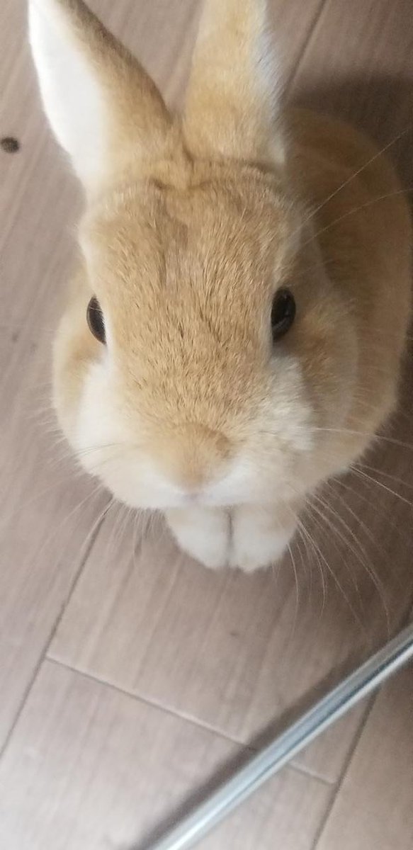 sakura39081474's tweet photo. なんかちょうだい🐰 https://t.co/P7jsOW5lPm