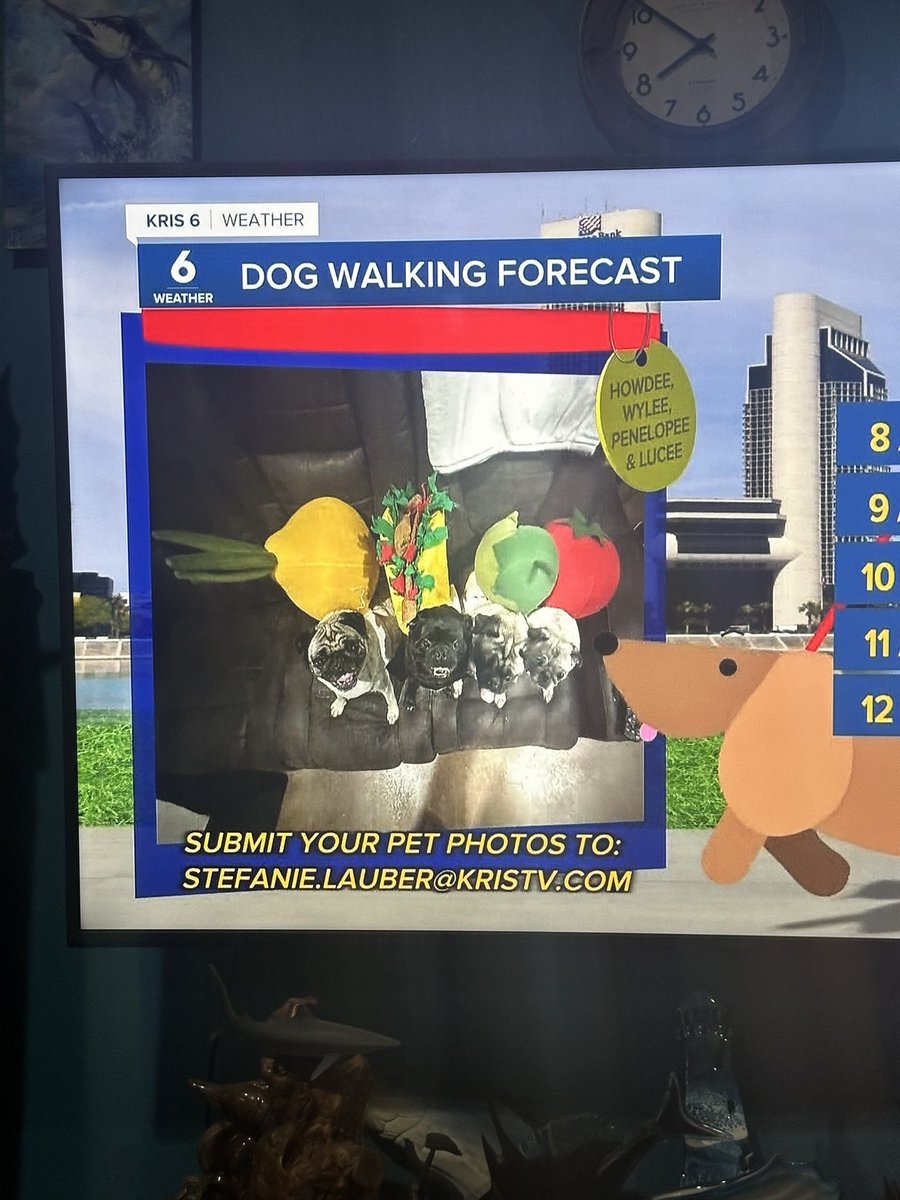 TACO TUESDAY Y’ALL!! These famous pugs made the news! #HowdeeThePug #PenelopeeThePug #LuceeThePug #WyleeThePug <a href="/Texas_Gray_MRLN/">The Gray Marlin</a> #tacotuesday #pugtalk #pug