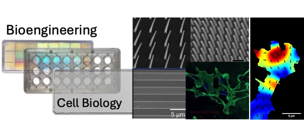 Carsten Schulte (@carstenschulte4) on Twitter photo The projects of this year's <a href="/NorthWestBio1/">BBSRCNorthWestBio</a> programme are online!
If our proposal "Breaking the Code of Inflammation: How Cells Sense and Respond to Physical Signals." appeals to you, please apply (enquiries to <a href="/Mapineda_glyco/">Miguel Pineda</a>, Nikolaj Gadegaard or me):
👉gla.ac.uk/postgraduate/d… The projects of this year's <a href="/NorthWestBio1/">BBSRCNorthWestBio</a> programme are online!
If our proposal "Breaking the Code of Inflammation: How Cells Sense and Respond to Physical Signals." appeals to you, please apply (enquiries to <a href="/Mapineda_glyco/">Miguel Pineda</a>, Nikolaj Gadegaard or me):
👉gla.ac.uk/postgraduate/d…