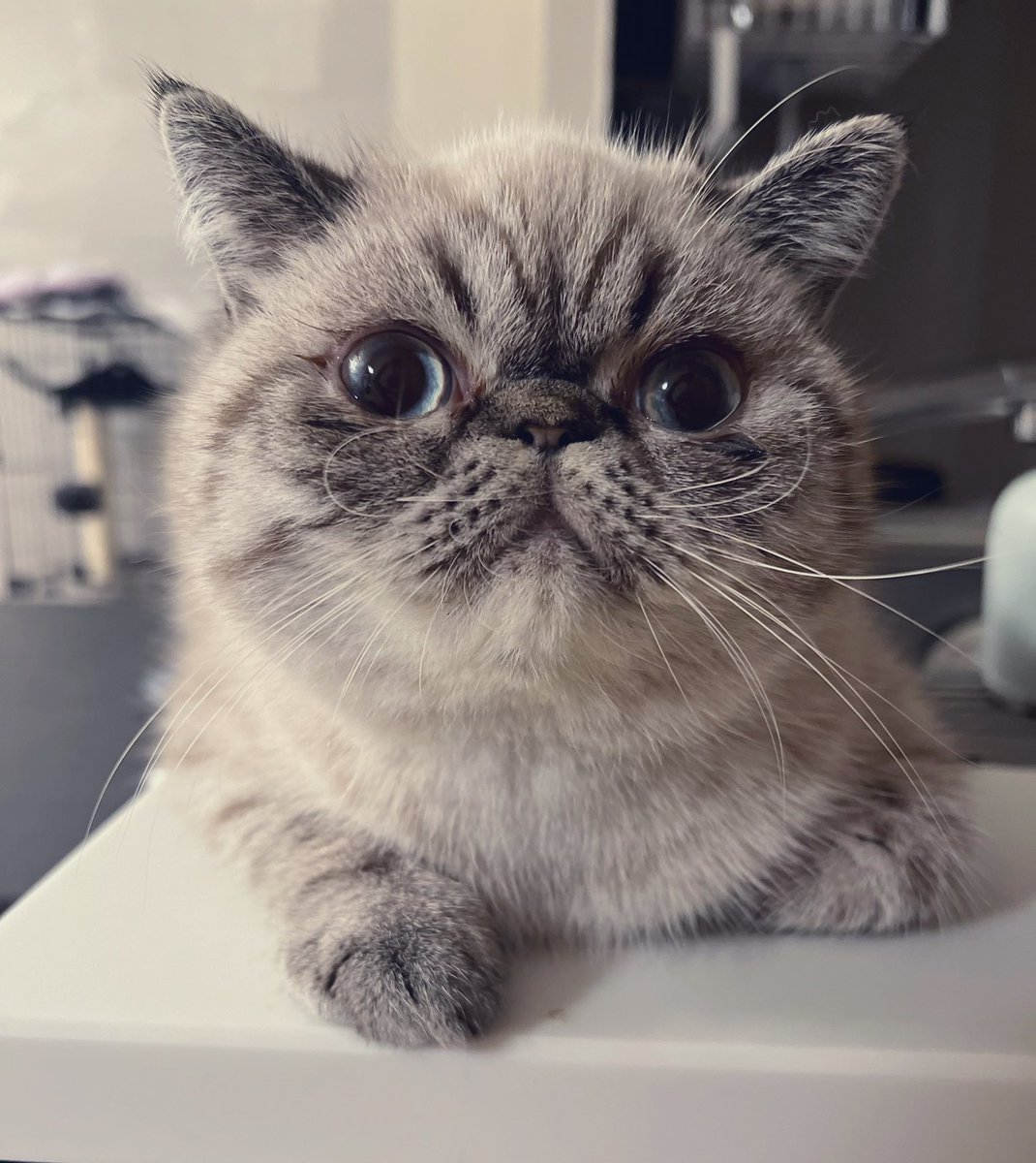 okoge_yakitate's tweet photo. #ねこかわいい https://t.co/MZO6nKscve