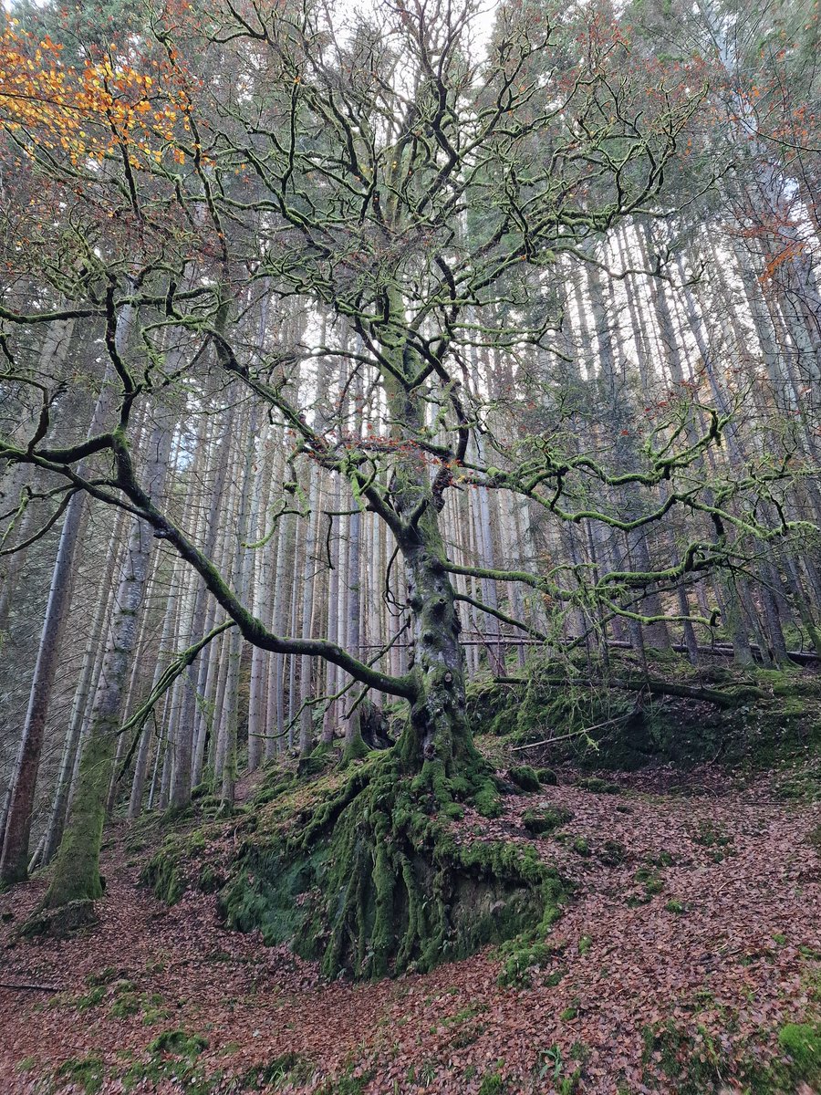 An old favourite on my walk , almost bare beech 🍂
#thicktrunktuesday