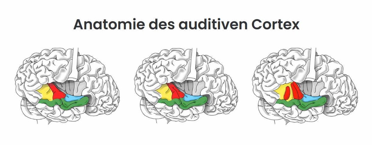 patriciajaque04's tweet photo. @patriciajaqueline @auftragsarbeit @auftrag @auditivercortex @brain @science @paper @wissenschaft @wissenschaftlicheillustration @scienceillustration @patriciajaque04 https://t.co/NfkFGKMtJl