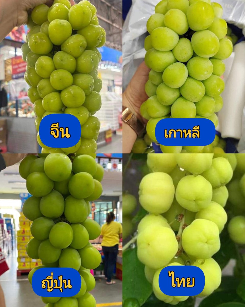 quote_wiwata's tweet photo. "ของจีนปนเปื้อน ของไทยปนเปรี้ยว"
- มิตรฯ https://t.co/whF74v67C4