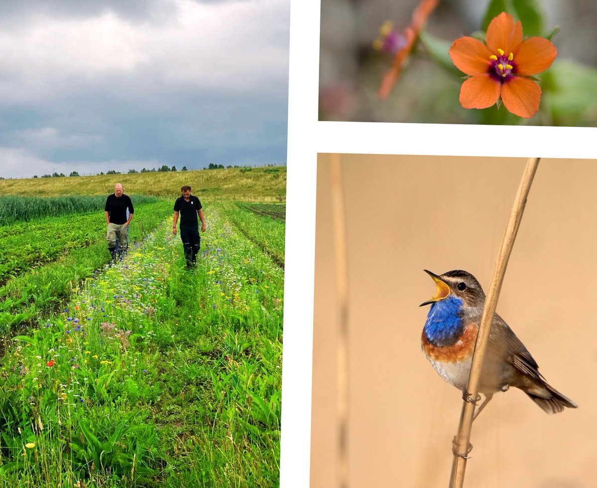 🌿 GROENE TRANSFORMATIE bij #Herenboeren De Vlinderstrik! Samen met Natuurmonumenten bevorderen we de #biodiversiteit in de Schiebroekse Polder bij Rotterdam: 🌸 Bloeiende akkernatuur, 🐦 terugkeer van boerenlandvogels, en 🪸 bijzondere waterplanten🌏Lees
 herenboeren.nl/meer-natuur-en…