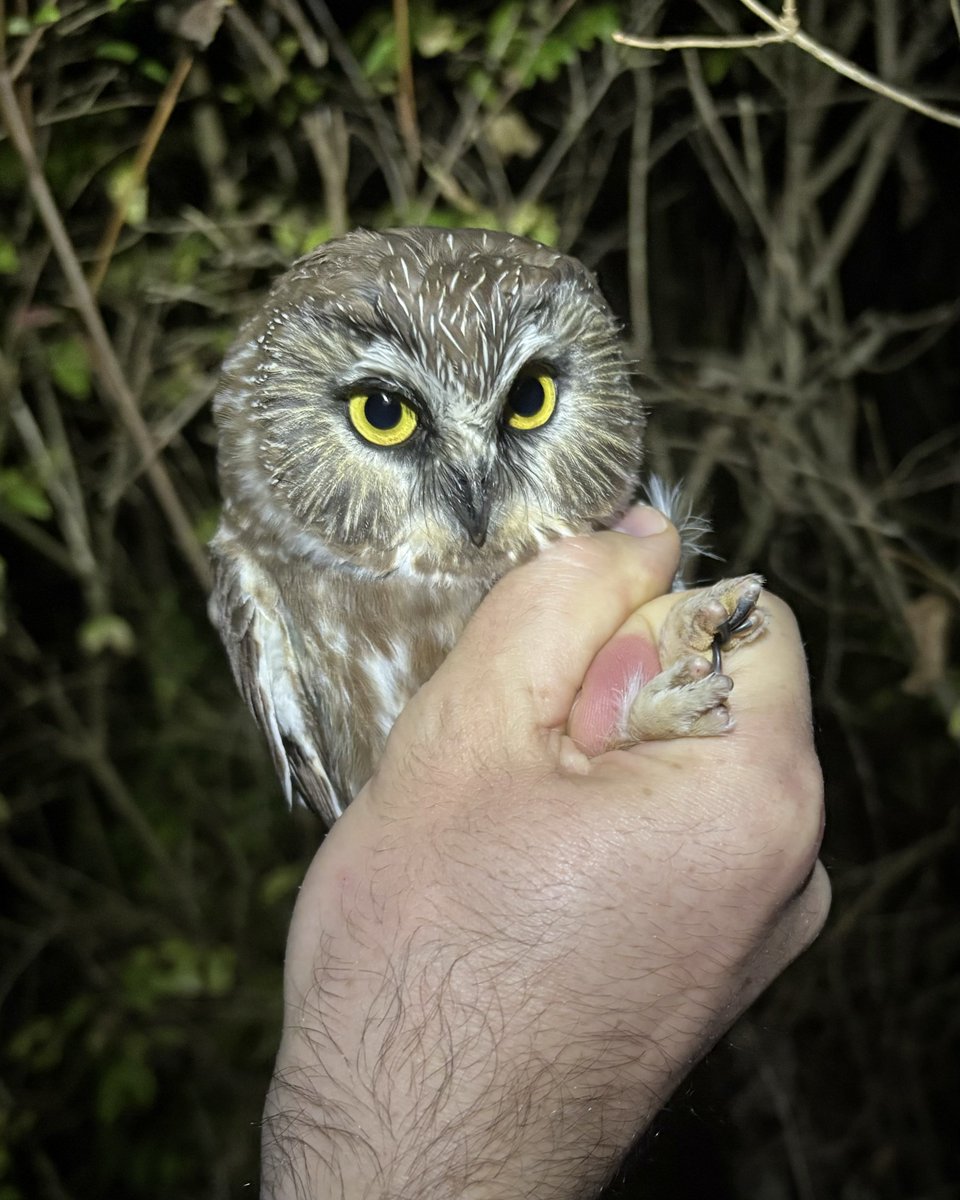 “It’s a beautiful day to reject fascism!”  -this Northern Saw-whet Owl probably