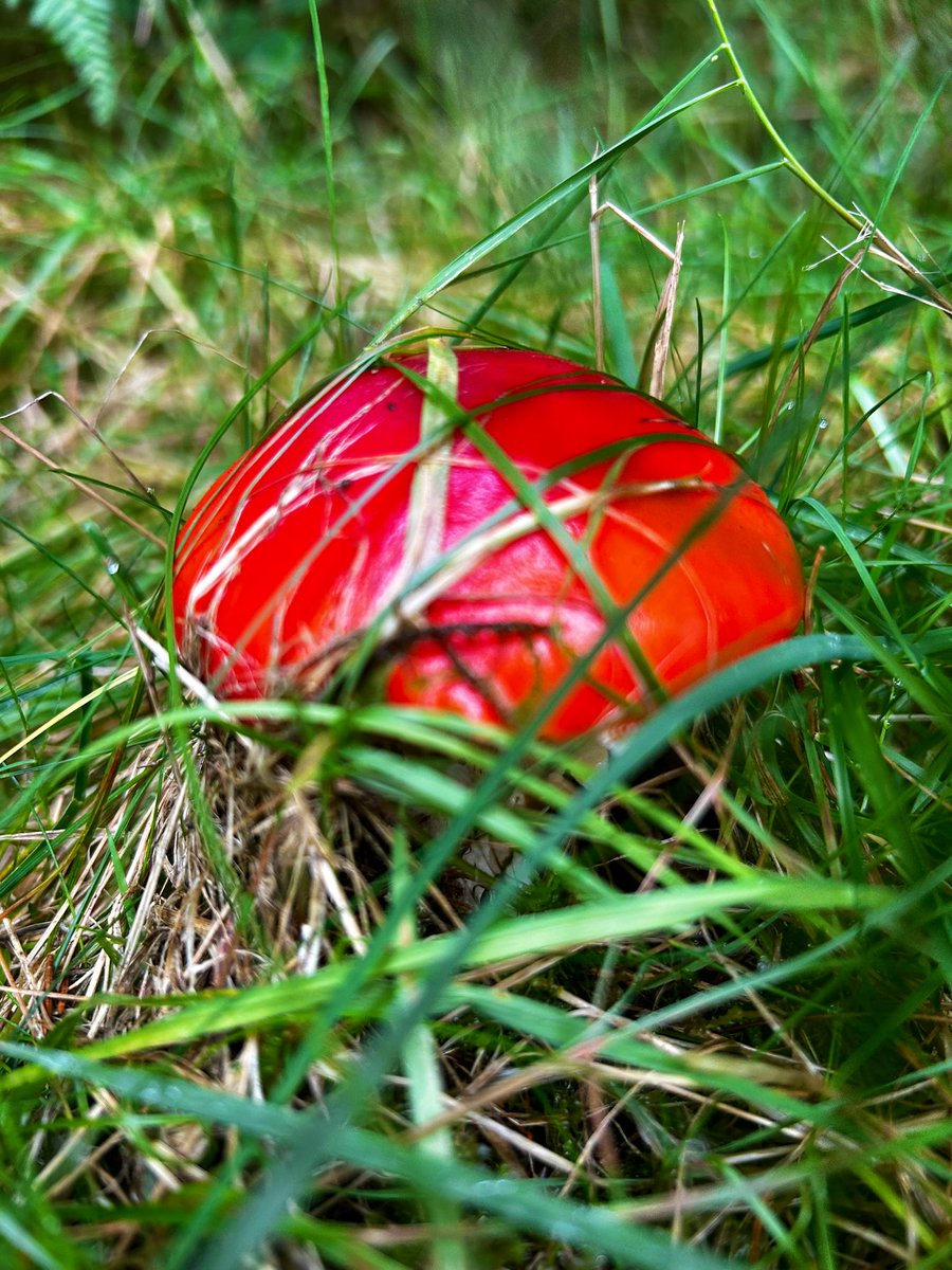 SazMills's tweet photo. Love this time of year and spotting all the fungi sprouting in the forest🍄‍🟫🍄‍🟫 #Fungi #Scotland https://t.co/J0nX5xTwbr