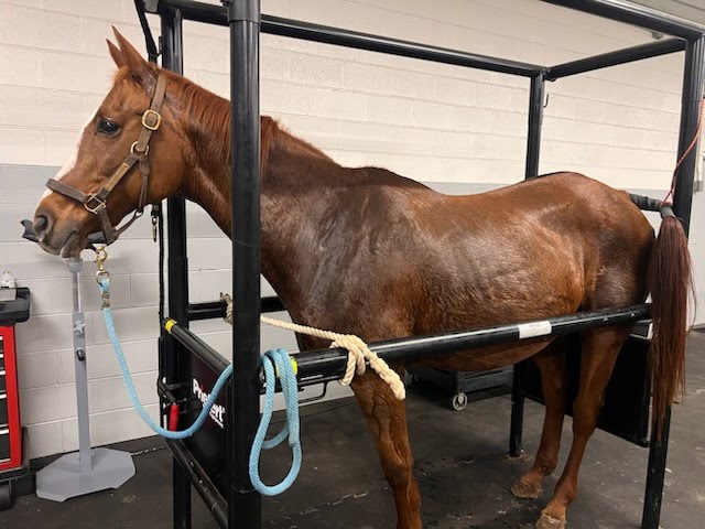 Holy Fashion had her vet exam yesterday. The blood panel is healthy, and ultrasound confirmed she is NOT pregnant. If the nasal PCR comes back clean, she should be leaving quarantine next week. Donate at mareworthy.com to help cover her expenses.
#HolyFashion #mareworthy