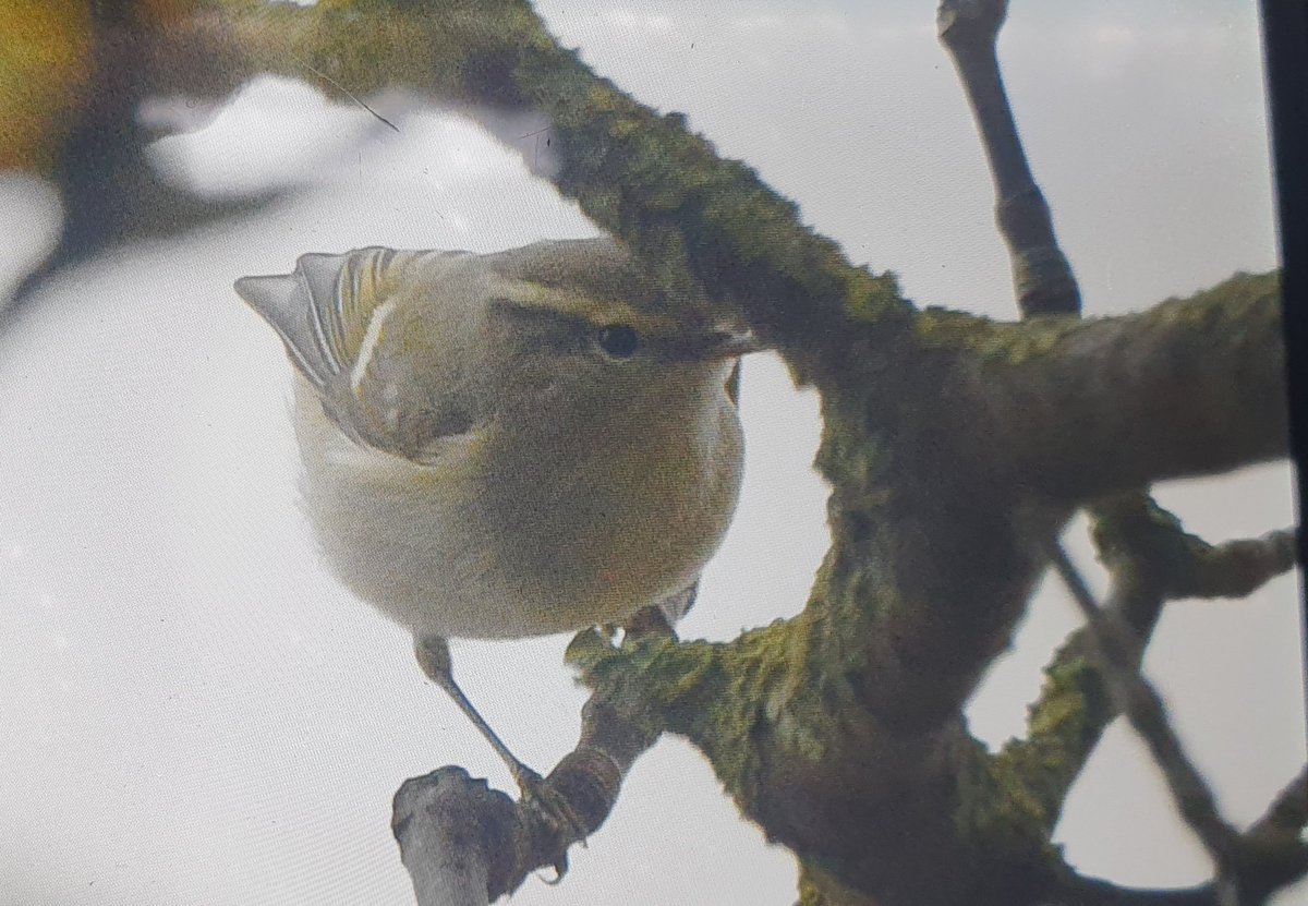 Andy Bunting (@andybunting) on Twitter photo One of the joys of giving up twitching, when I did, is that there are a handful of British ticks that seemed possible to find. Including this Hume's Warbler that I found today!!! BOC <a href="/SBO_Jason/">Jacob Spinks</a> #spurnbirds One of the joys of giving up twitching, when I did, is that there are a handful of British ticks that seemed possible to find. Including this Hume's Warbler that I found today!!! BOC <a href="/SBO_Jason/">Jacob Spinks</a> #spurnbirds