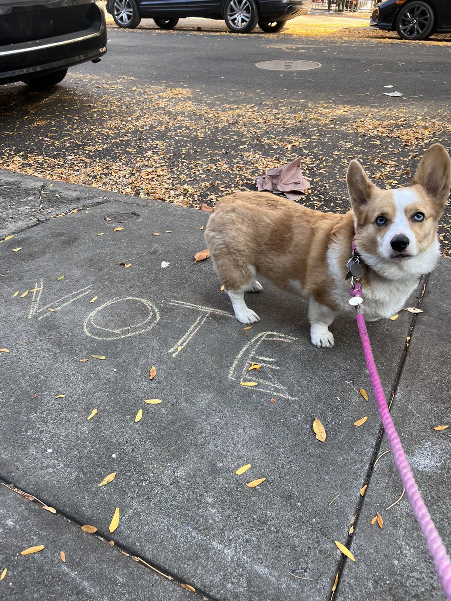 Everyone loves a corgi