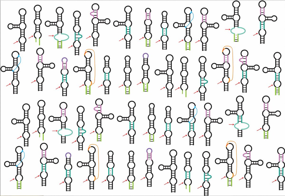 BevilacquaLab (@phil_bevilacqua) on Twitter photo Pleased to share our new article "Direct testing of natural twister ribozymes from over a thousand organisms reveals a broad tolerance for structural imperfections" out in <a href="/NAR_Open/">Nucleic Acids Res</a> academic.oup.com/nar/advance-ar⦠Pleased to share our new article "Direct testing of natural twister ribozymes from over a thousand organisms reveals a broad tolerance for structural imperfections" out in <a href="/NAR_Open/">Nucleic Acids Res</a> academic.oup.com/nar/advance-arā¦