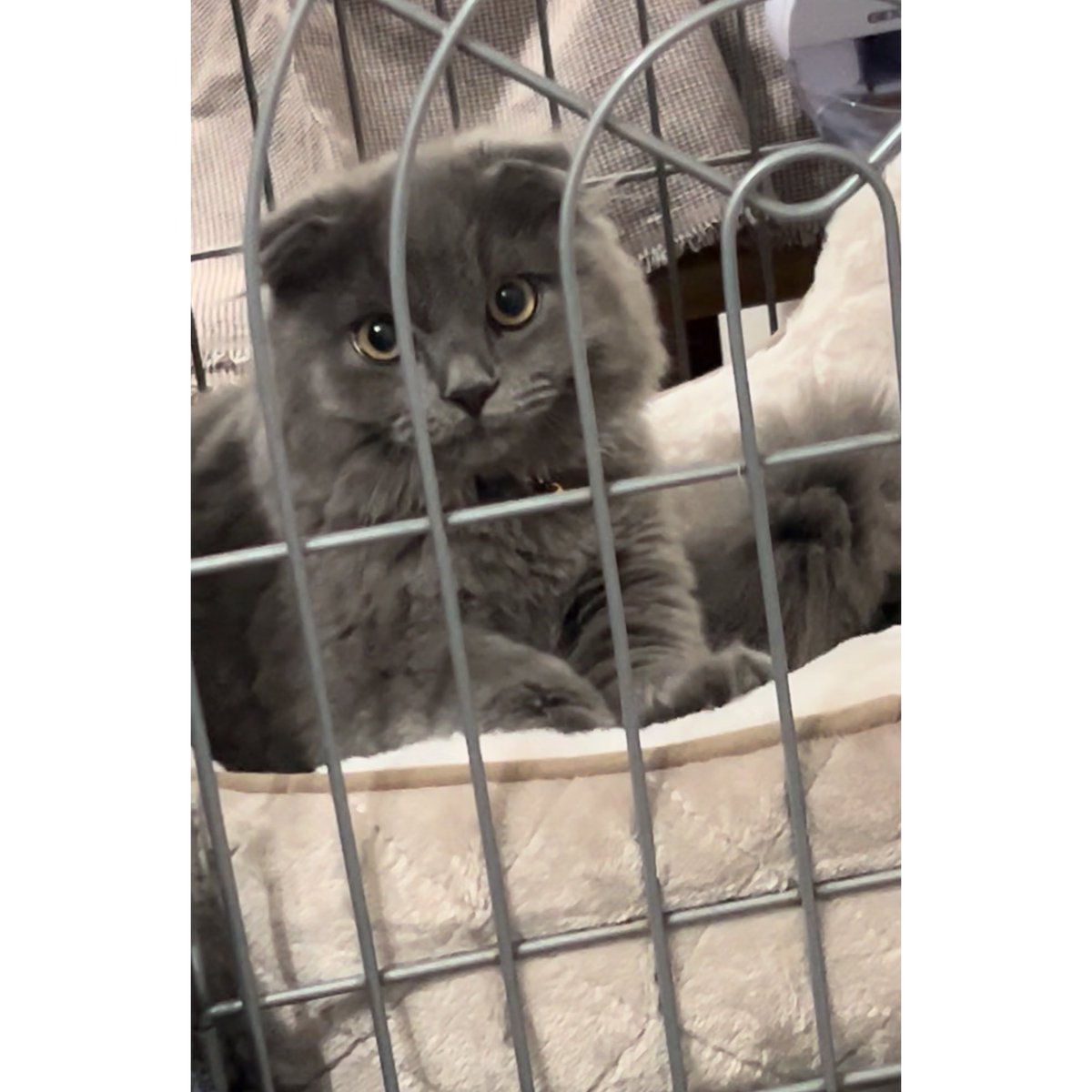 baruboggi's tweet photo. 突然ですが、トレードもせずに
昨日猫飼いました。 https://t.co/R9xAvstlYc