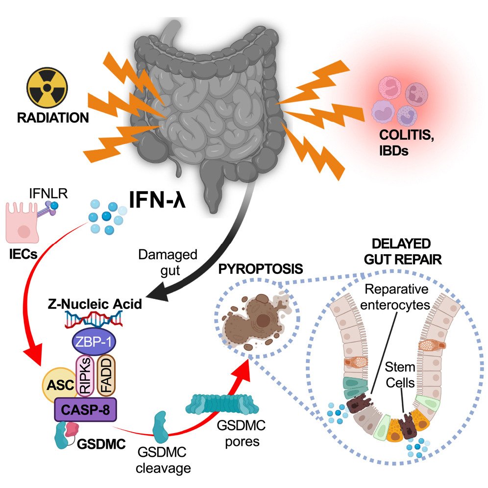 Type III interferons induce #pyroptosis in gut epithelial cells &amp; impair mucosal repair.

• IFN-λ delays recovery of gut mucosa after inflammatory or DNA-damaging insults.
• IFN-λ induces ZBP1 to drive Casp-8/GSDMC-dependent pyroptosis in gut epithelia.

cell.com/cell/abstract/…