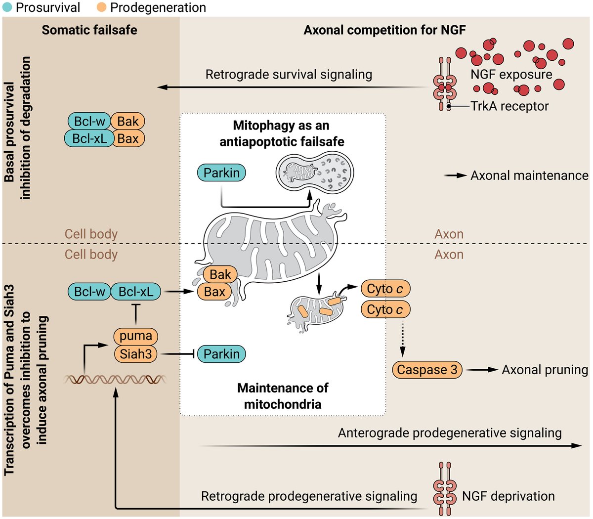 Science Visuals (@sciencevisuals) on Twitter photo Scientists have discovered a pathway centered on #mitophagy—the breakdown of mitochondria—that helps “prune” tendril-like growths from neurons in the nervous system. <a href="/SciSignal/">Science Signaling</a>
📄: bit.ly/3Uoe9Je
Focus: bit.ly/3YnjYb9 Scientists have discovered a pathway centered on #mitophagy—the breakdown of mitochondria—that helps “prune” tendril-like growths from neurons in the nervous system. <a href="/SciSignal/">Science Signaling</a>
📄: bit.ly/3Uoe9Je
Focus: bit.ly/3YnjYb9