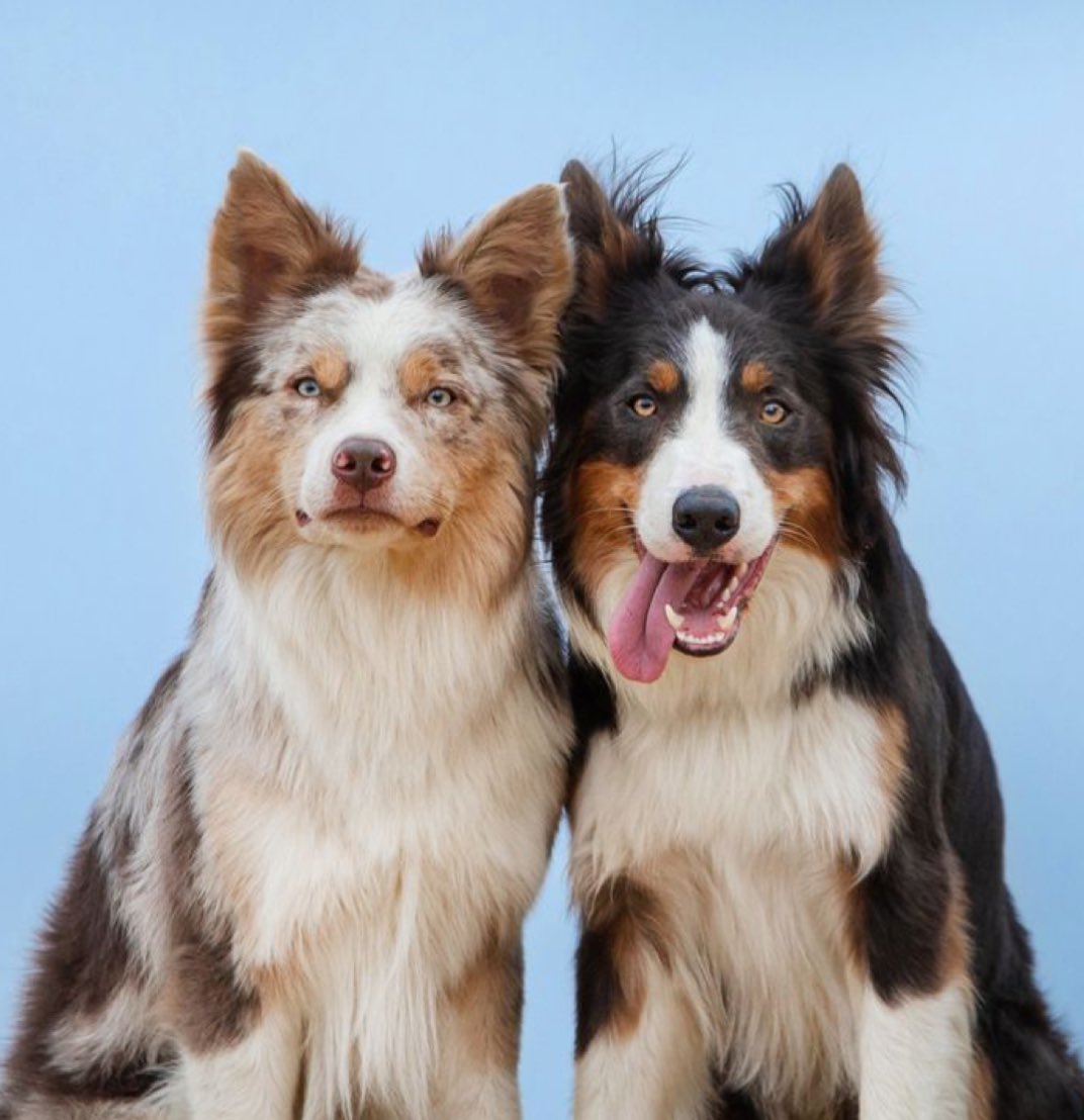 fdc as dogs (@fontainesdogc) on Twitter photo 