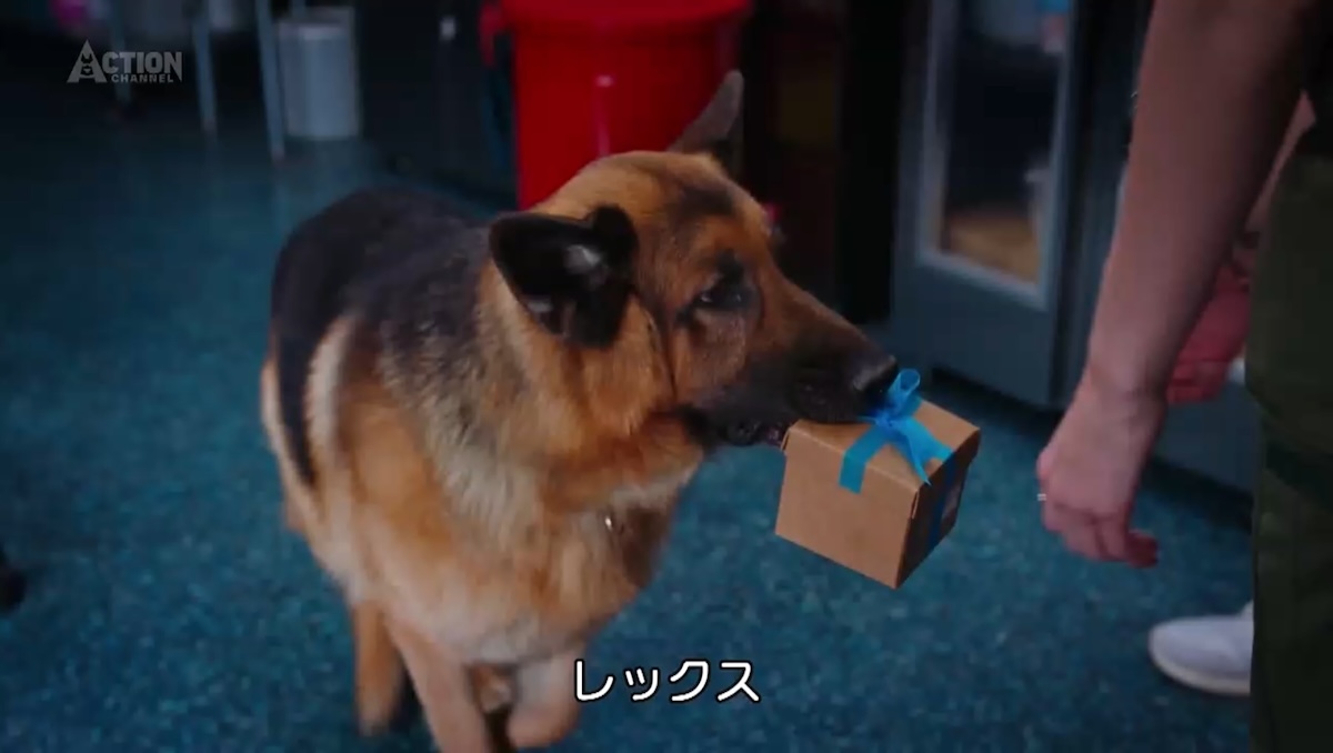 ハドソン&amp;レックス🇨🇦版REX S5☆プチレビューEp.3-4
第3話:ウィーン編を思い出させる、久々のお約束シーンでREXお手柄👍第4話:事件は複雑怪奇だったけど、食いしん坊REXのお茶目なシーンにほっこり😊
#レックスシリーズだわん
#ハドソンアンドレックス
#アクションチャンネル