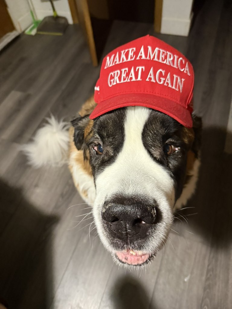 What’s up dog?  Angus the St Bernard says vote Trump today! 🇺🇸