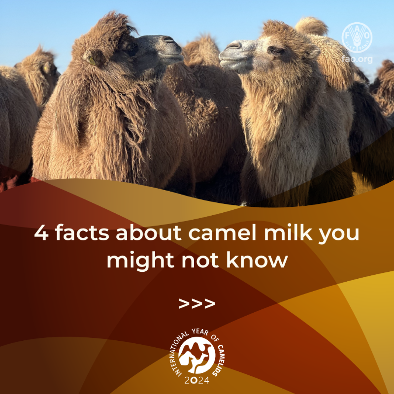FAO's tweet photo. 🥛 Camelids are essential providers of milk for the communities that depend on them.

🐪🦙🐫 2024 is the International #YearOfCamelids. Swipe to discover how camel and dromedary milk contributes to livelihoods, food security and nutrition.

#IYC2024