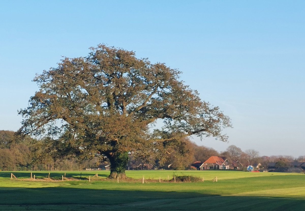 Henri Bouwmeester tweet media