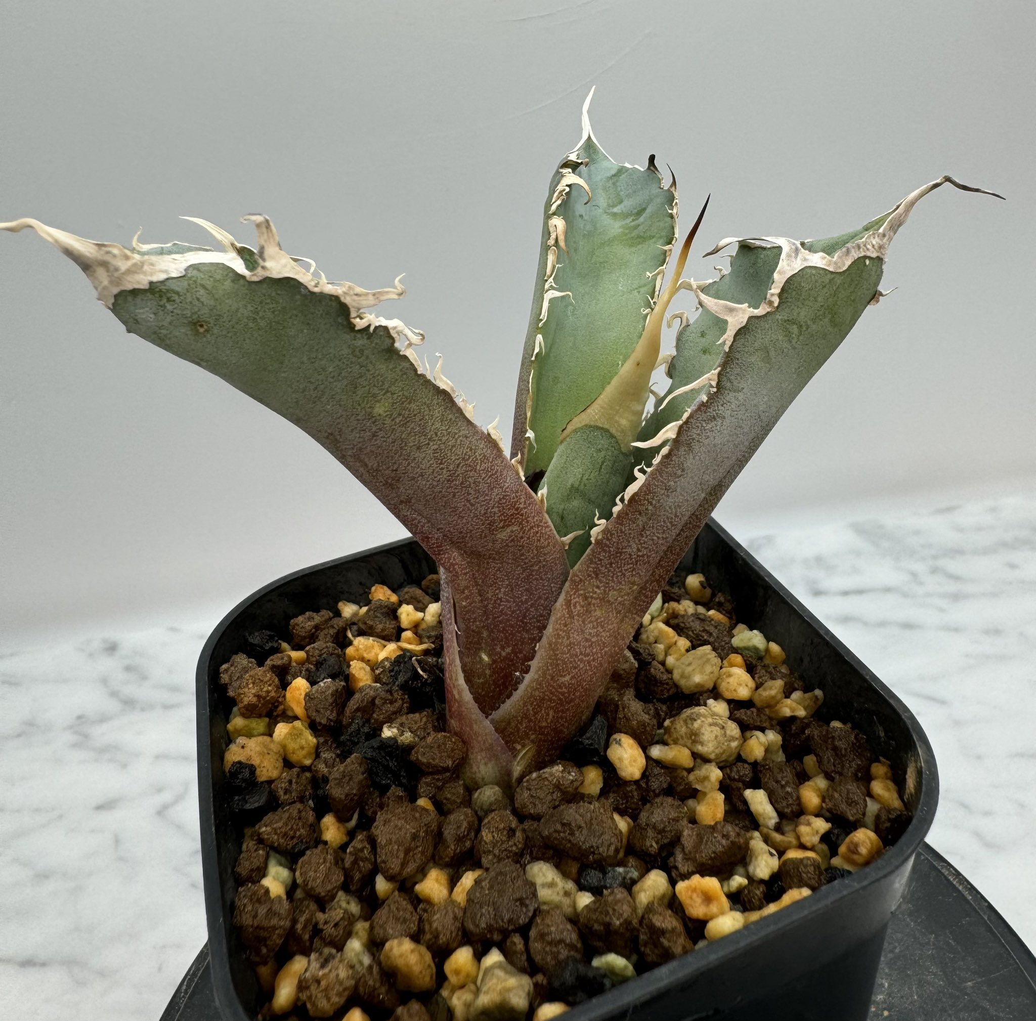 アガベ　agave オアハカ　子株 アガベ オアハカ 子株販売 【公式通販】