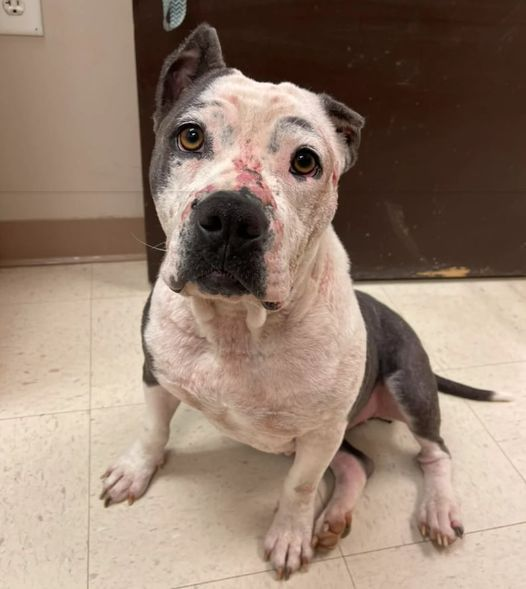 doggynation_'s tweet photo. Jax is a poor abandoned dog, he has been hungry and thirsty for days. Please send Jax some love https://t.co/Drix3joUj2