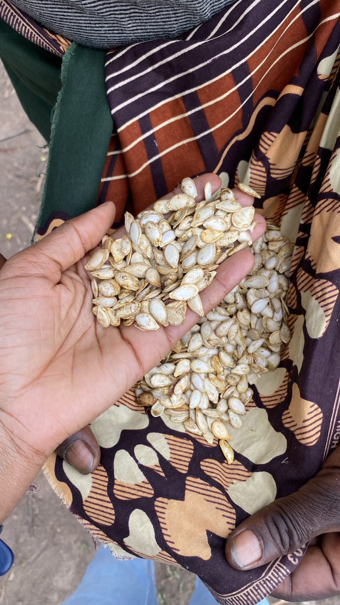 While in Malawi, I saw two farmers exchanging pumpkin seeds. This sparked my curiosity about its seed laws. Just  like Kenya, Malawi  has enforced its Seed Act of 2022 which  prioritises certified seeds and does  not  recognize  farmer  managed seed  systems #seedsovereignty