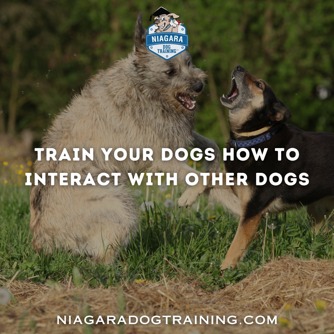 NiagaraDogTrain's tweet image. Teach Your Dog to Socialize! Proper socialization ensures safe, happy interactions with other dogs. At Niagara Dog Training, we equip you with techniques for your pup to confidently mingle. Let’s make every meet a happy greet! 🐾 
#DogSocialization #PlayNice #NiagaraDogTraining