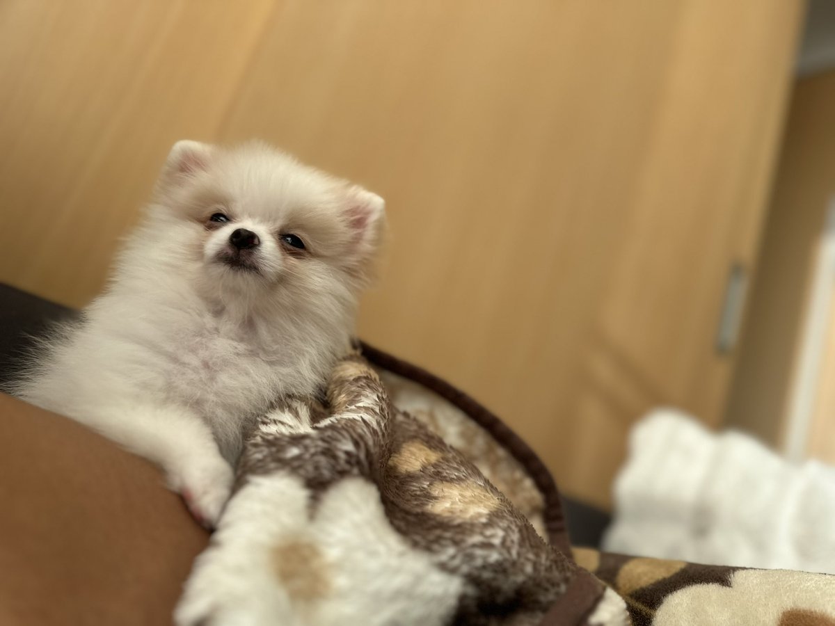 __YuTo1118's tweet photo. ララちゃん可愛すぎる😍 https://t.co/GCMY8CVccD