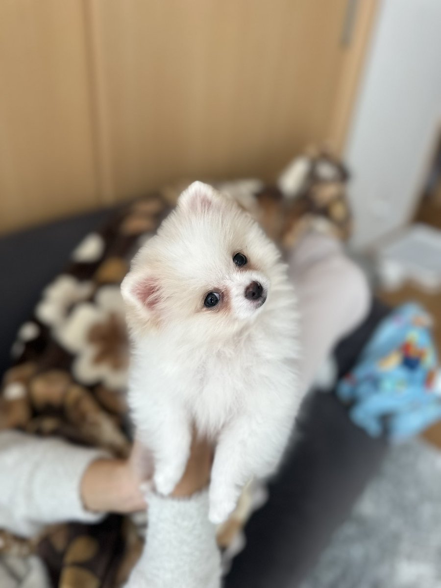 __YuTo1118's tweet photo. ララちゃん可愛すぎる😍 https://t.co/GCMY8CVccD